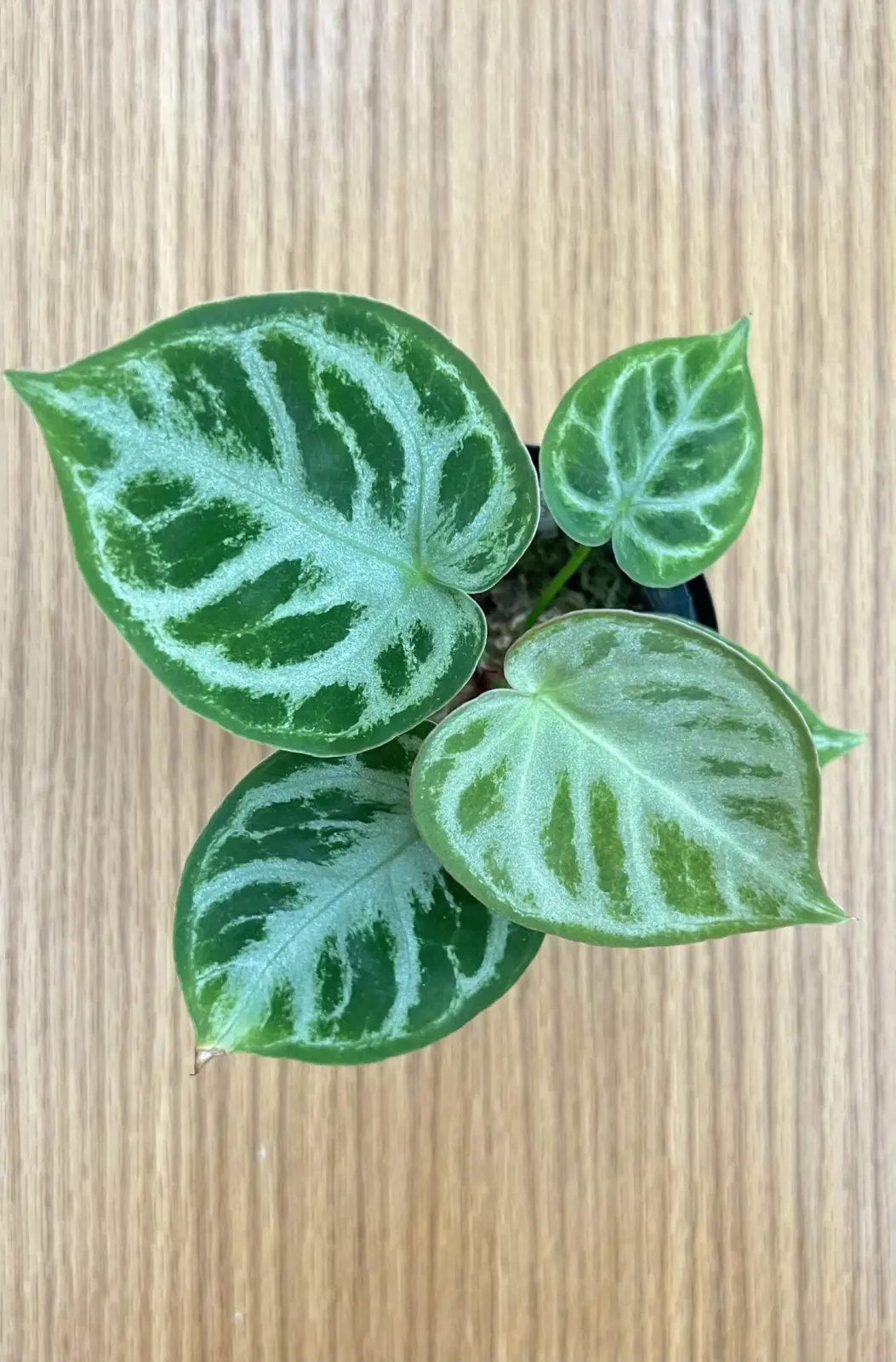 アンスリウム　シルバーブラッシュ