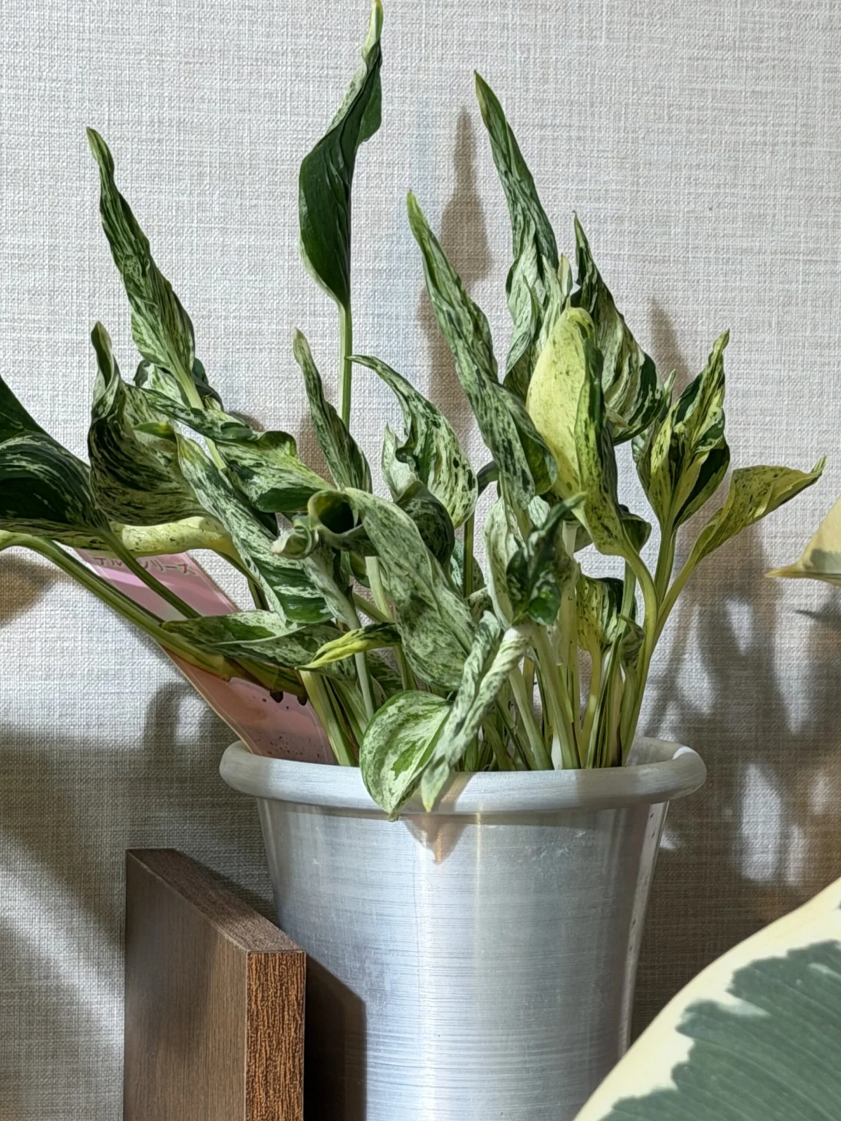 ポトス テルノラブソング