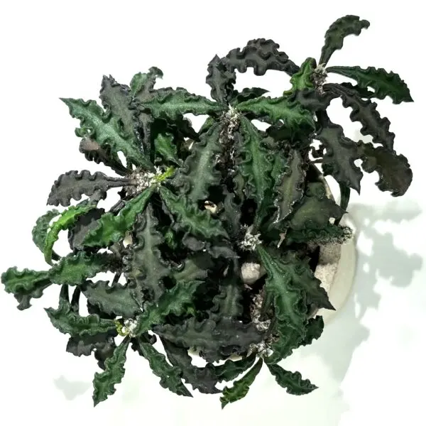 ユーフォルビア　デカリー　塊根植物