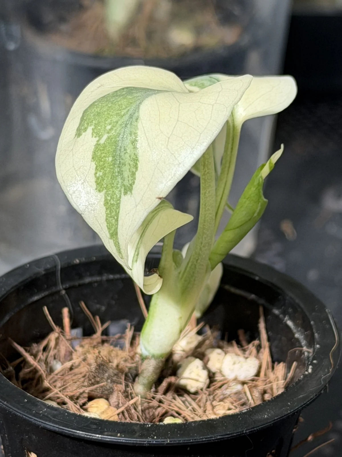 モンステラ ホワイトラブァ ゴースト