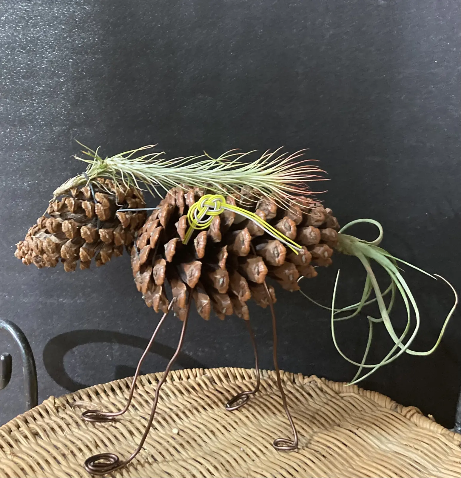 ティランジア フンキアナ オレンジ