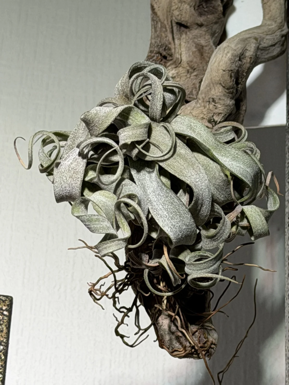 チランジア ストラパトファラ レッドクローン