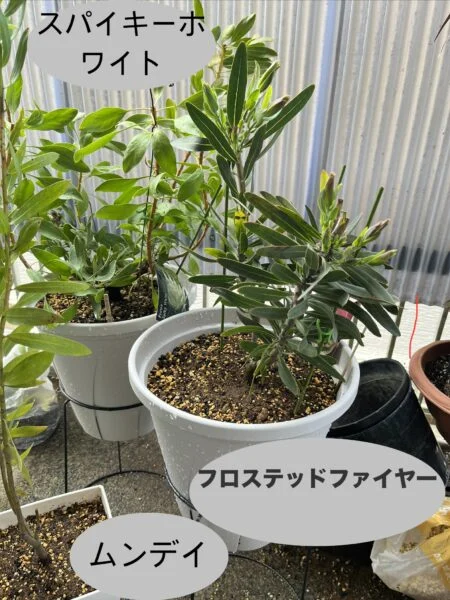 プロテア
