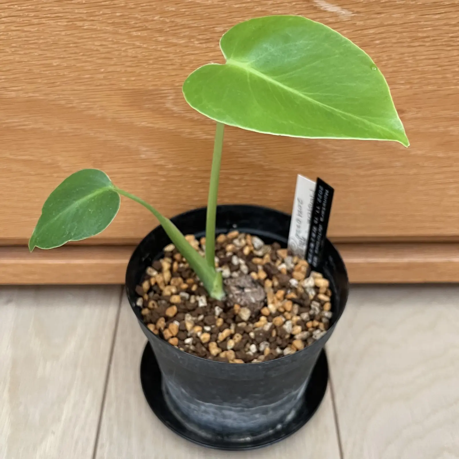 モンステラ　福助　成長記録0000