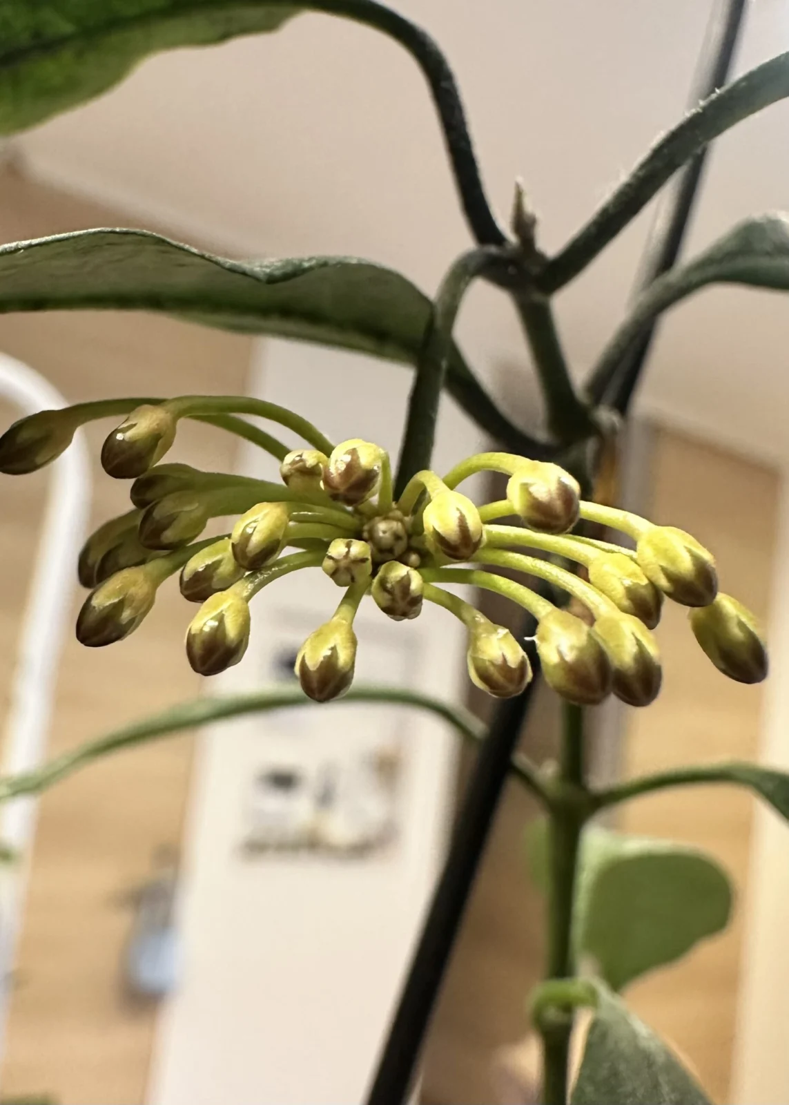 ホヤ　ムルチフローラ　スプラッシュ　蕾