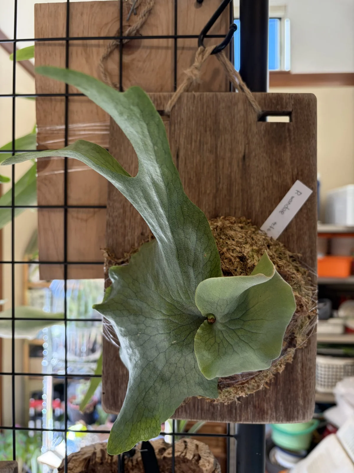 ビカクシダ　ワンダエ