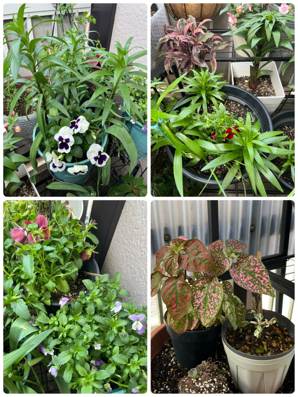 ユリ　パンジー　デッカー　ヒポエステス