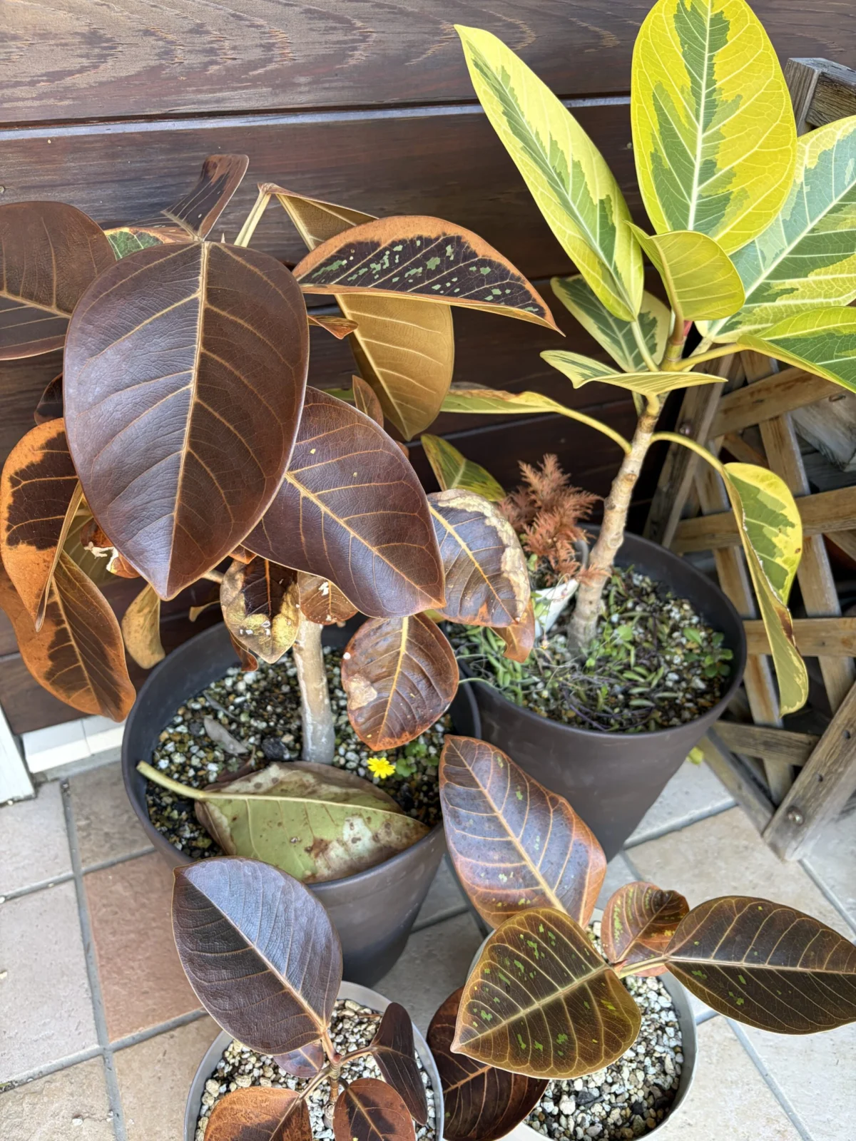 フィカス　アルテシマ