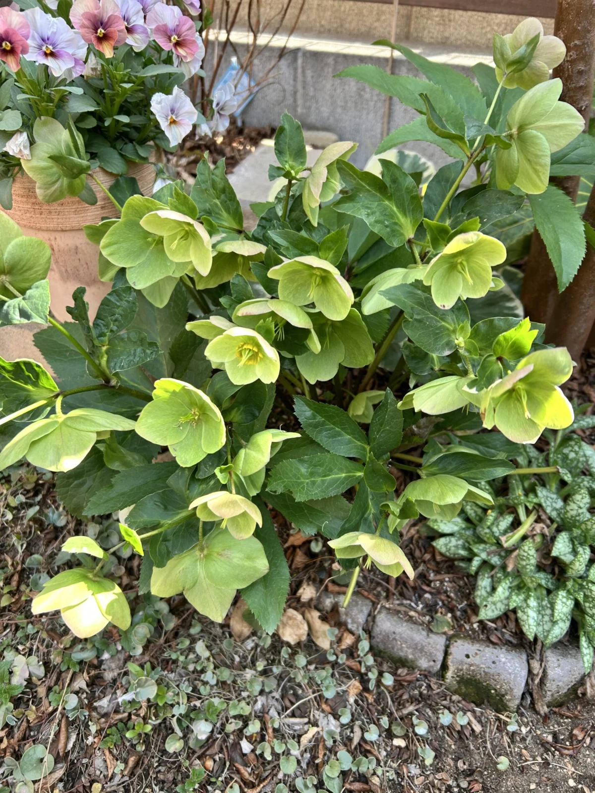 クリスマスローズ　スノーホワイト