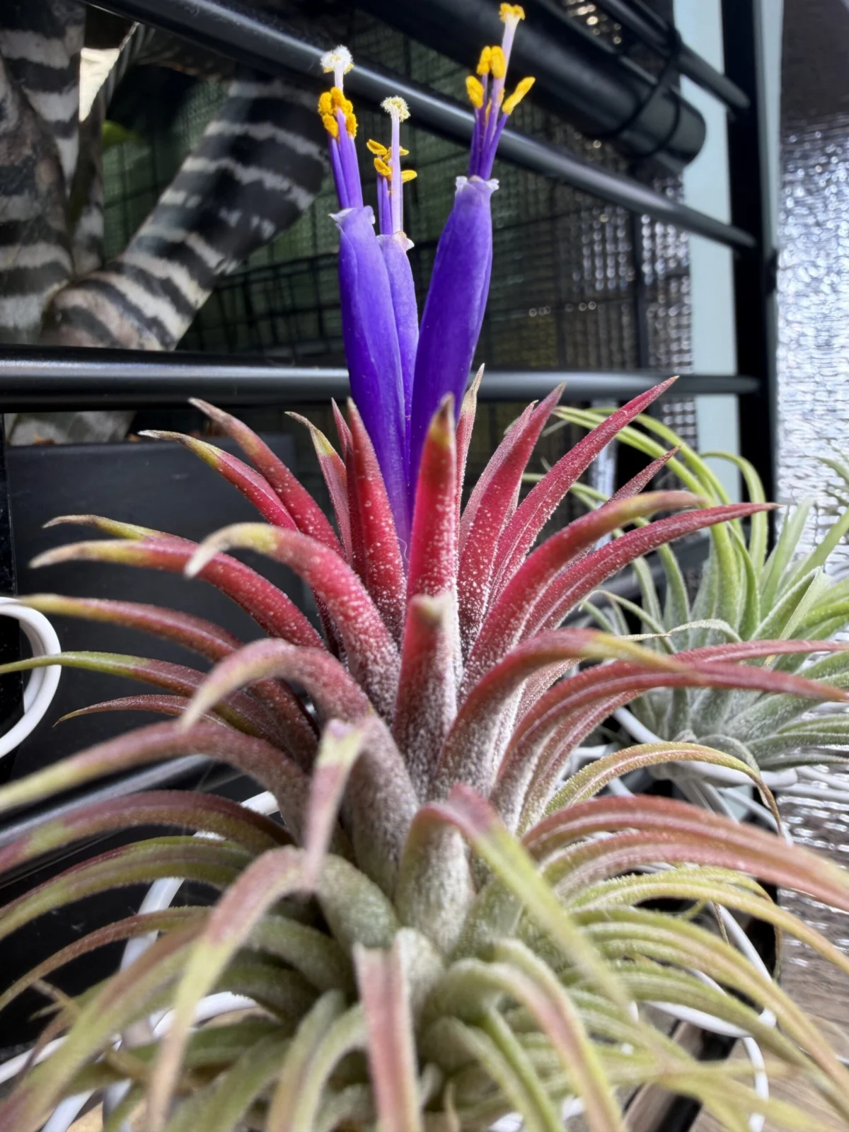 ティランジア ファイヤークラッカー