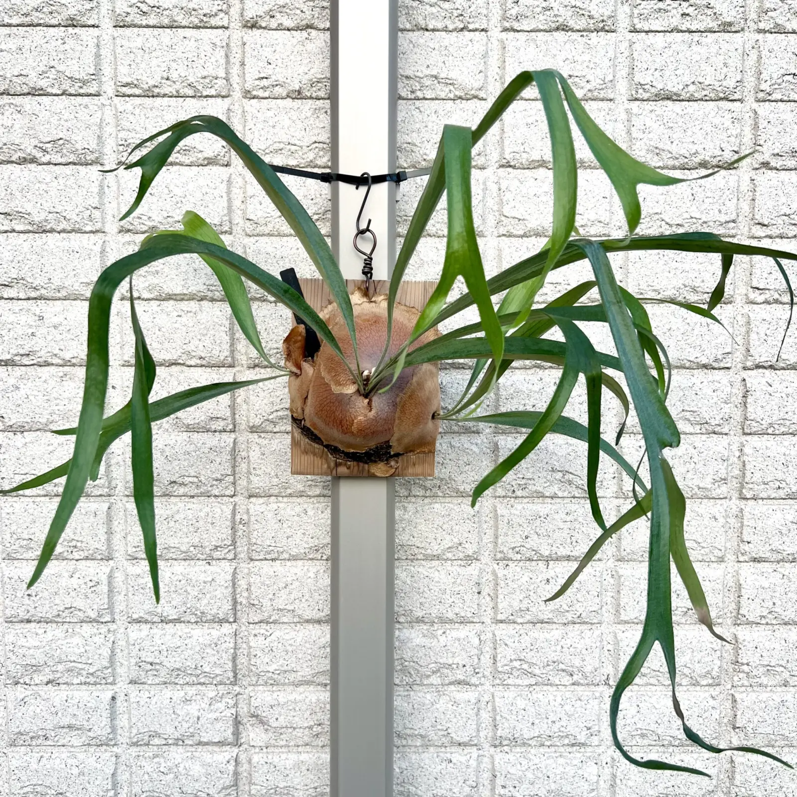 ビカクシダ　キヨヒメ　成長記録012