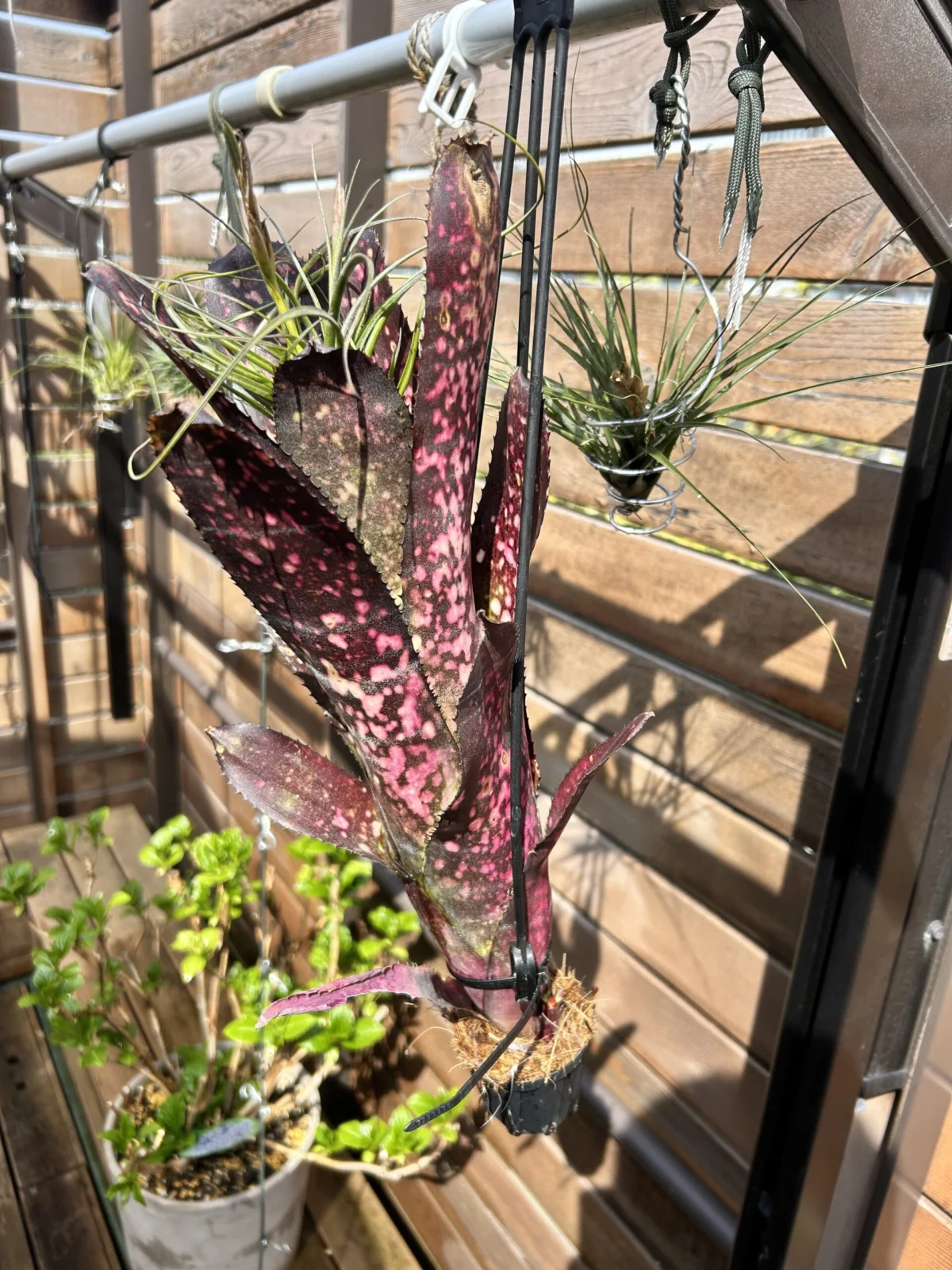 ビルベルギア　グランドフィナーレ