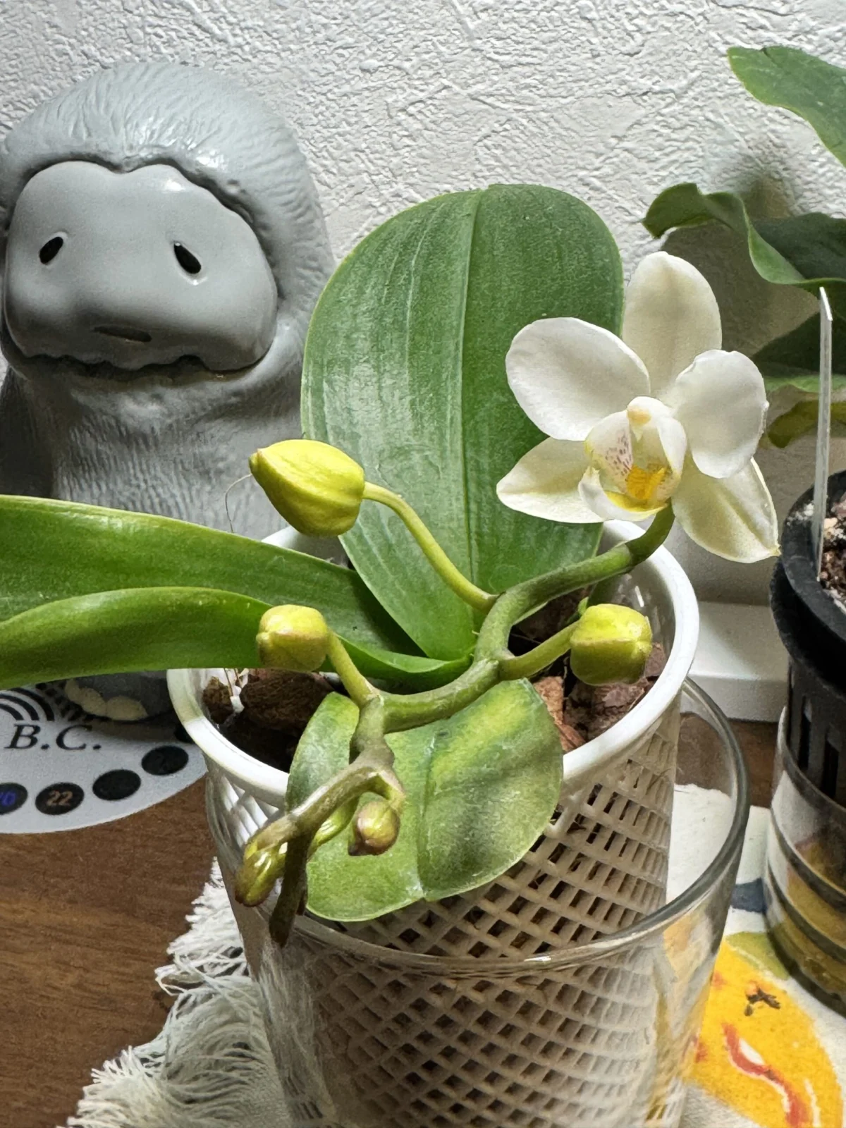 ナザレ　B級品　開花