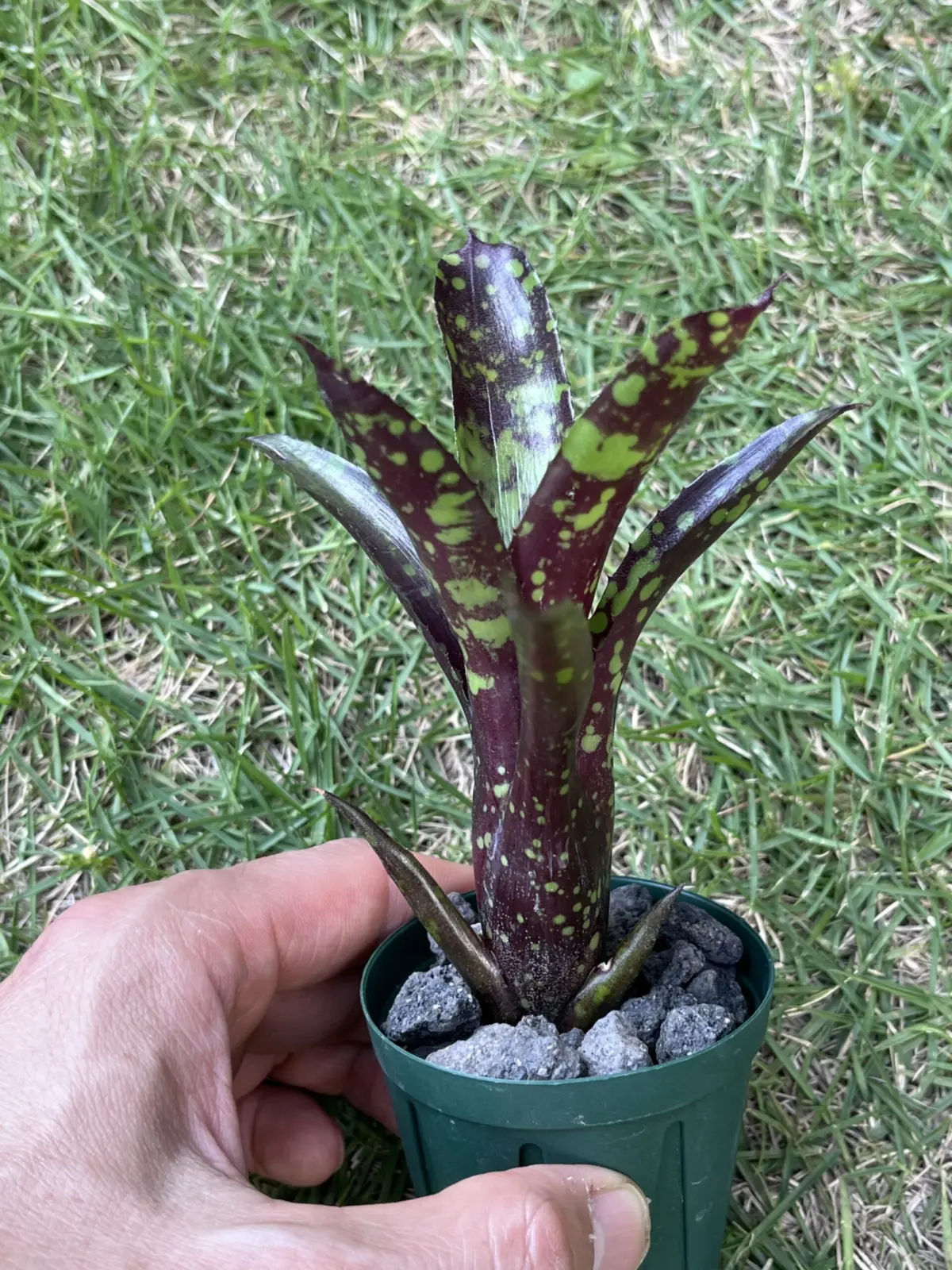 ネオレゲリア ドミノ 子株成長記録