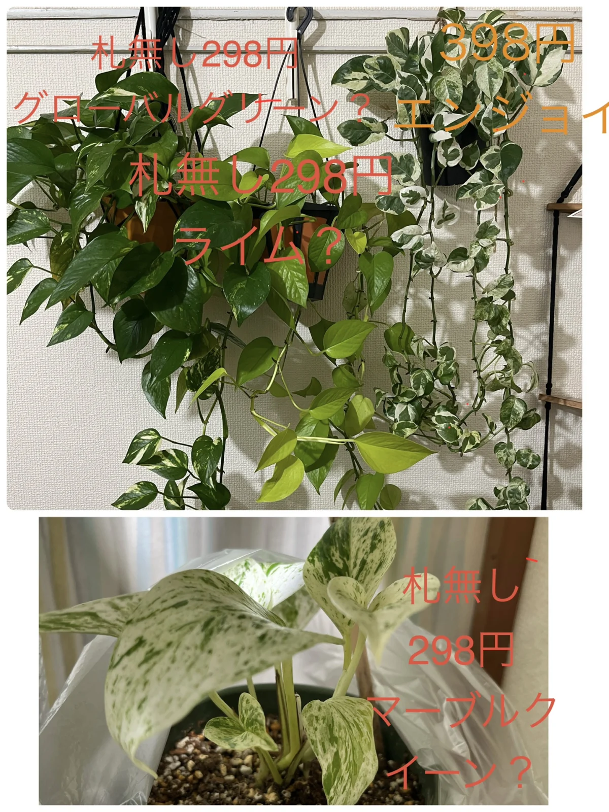 ポトス　エンジョイ　札落ち