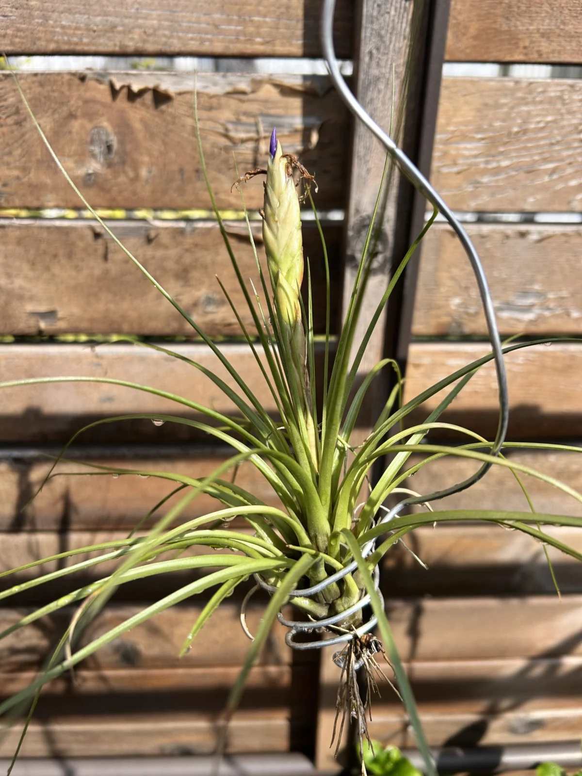 ティランジア　メラノクラテル　