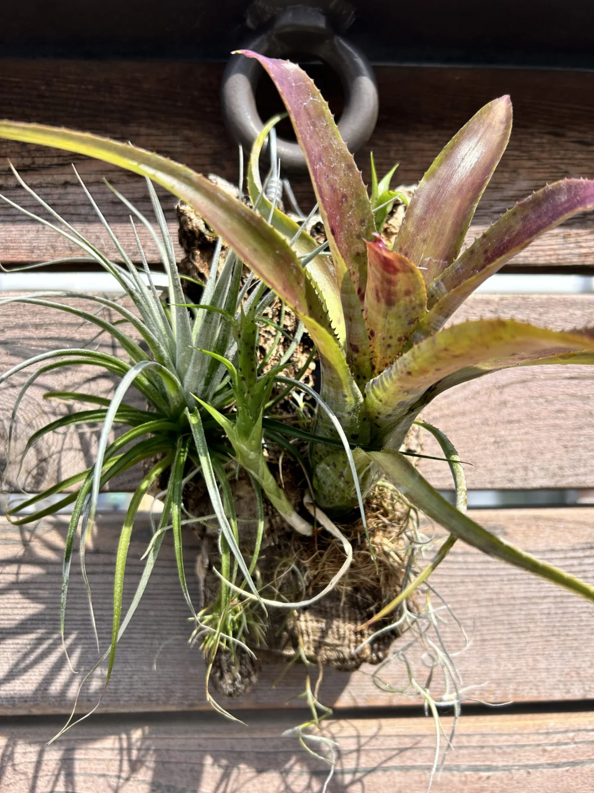 ネオレゲリア　パウシフローラ　ティランジア　コットンキャンディ　コルク付け　春の外出し