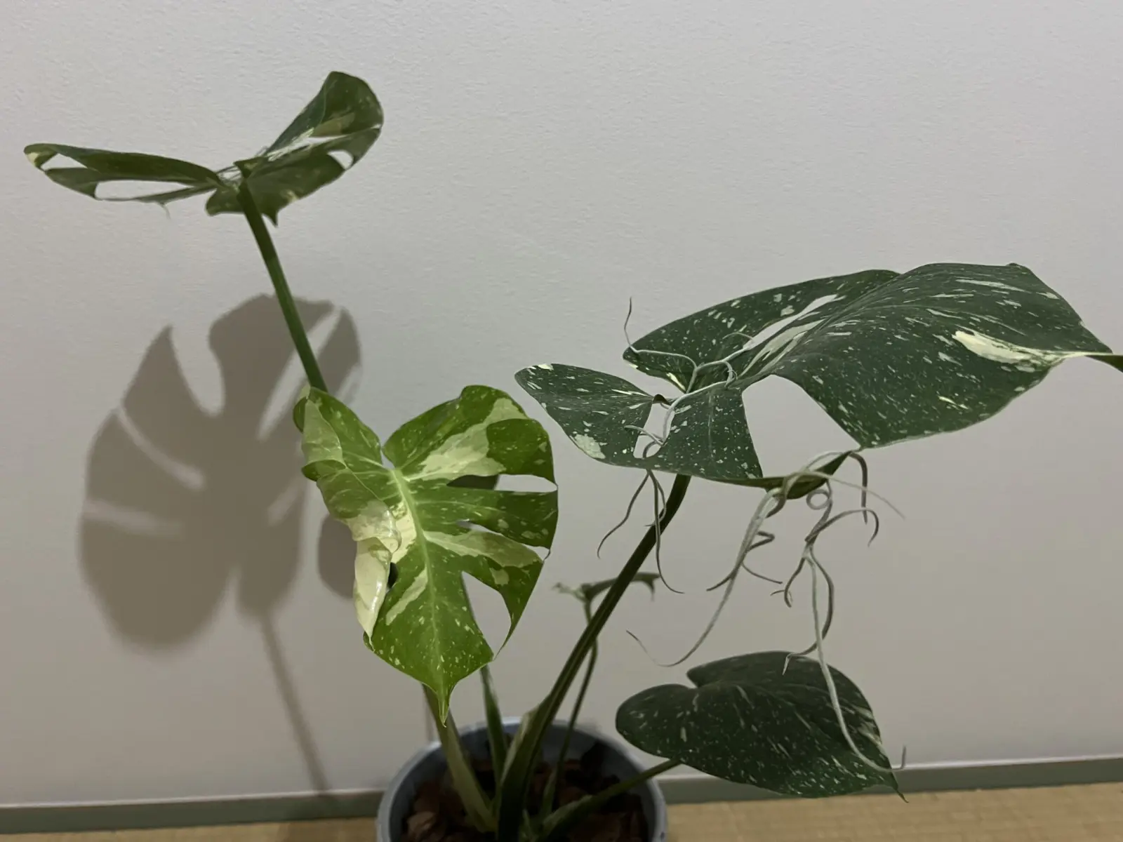 モンステラ 斑入り