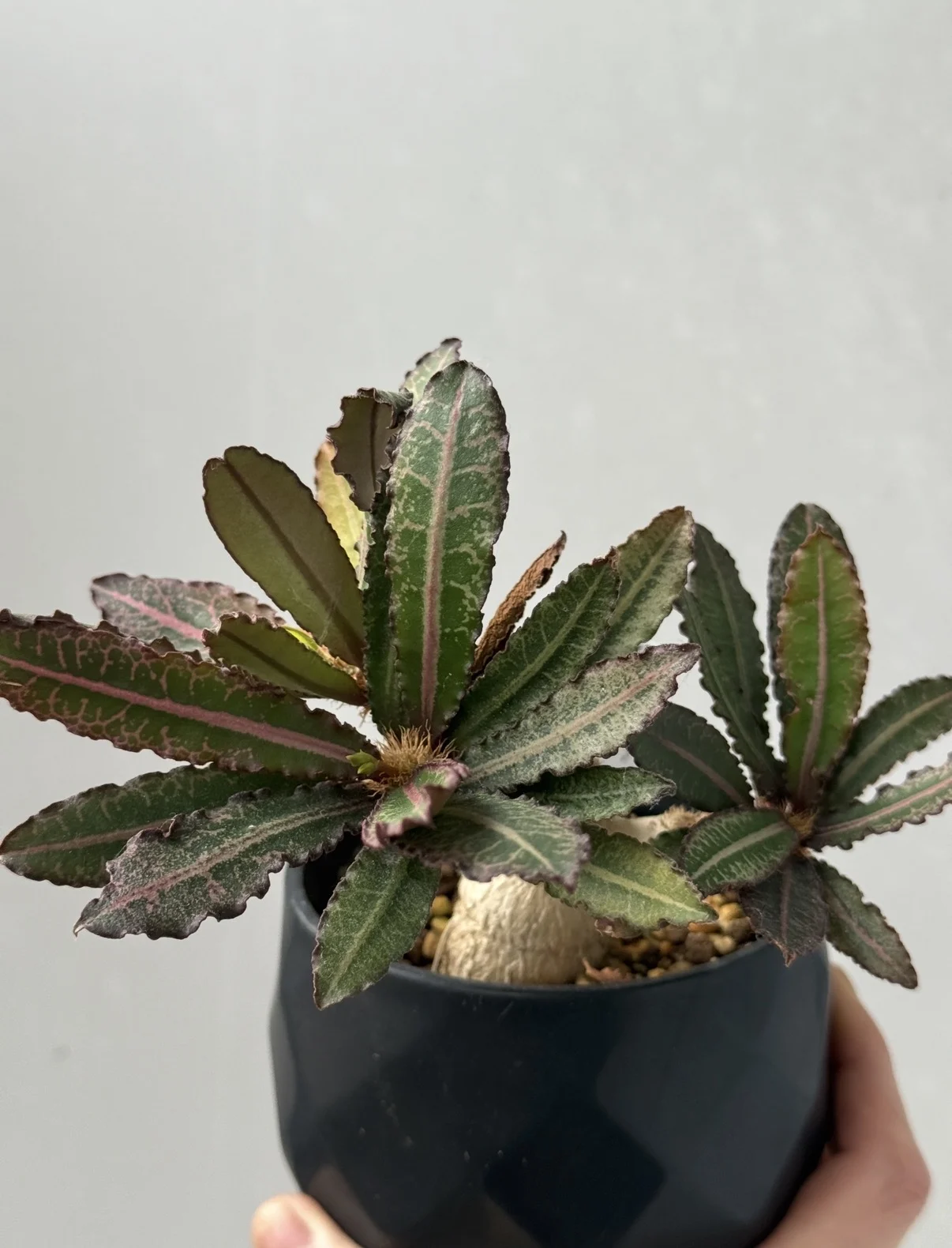 ユーフォルビア フランコイシー