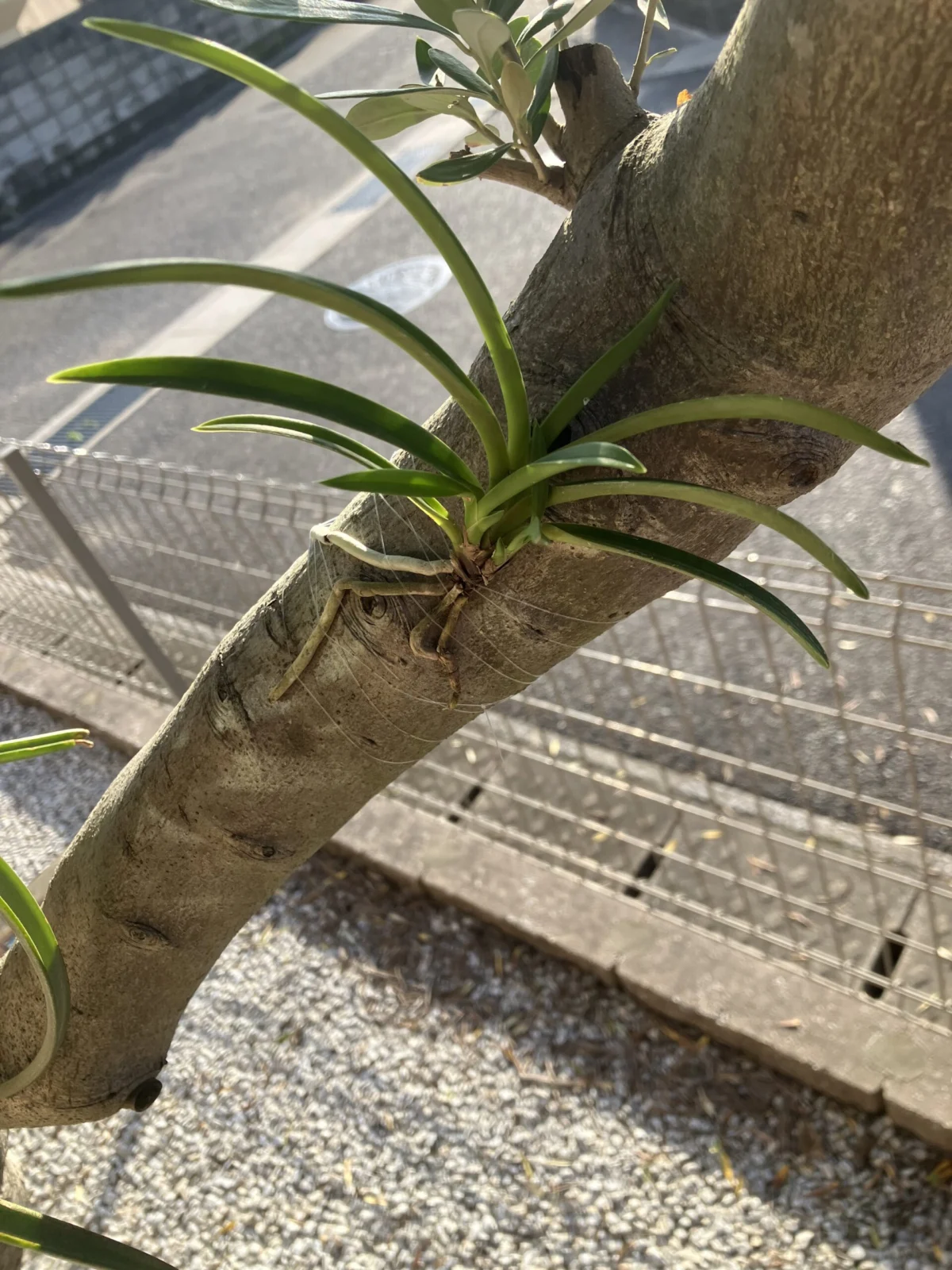 風蘭 フウラン