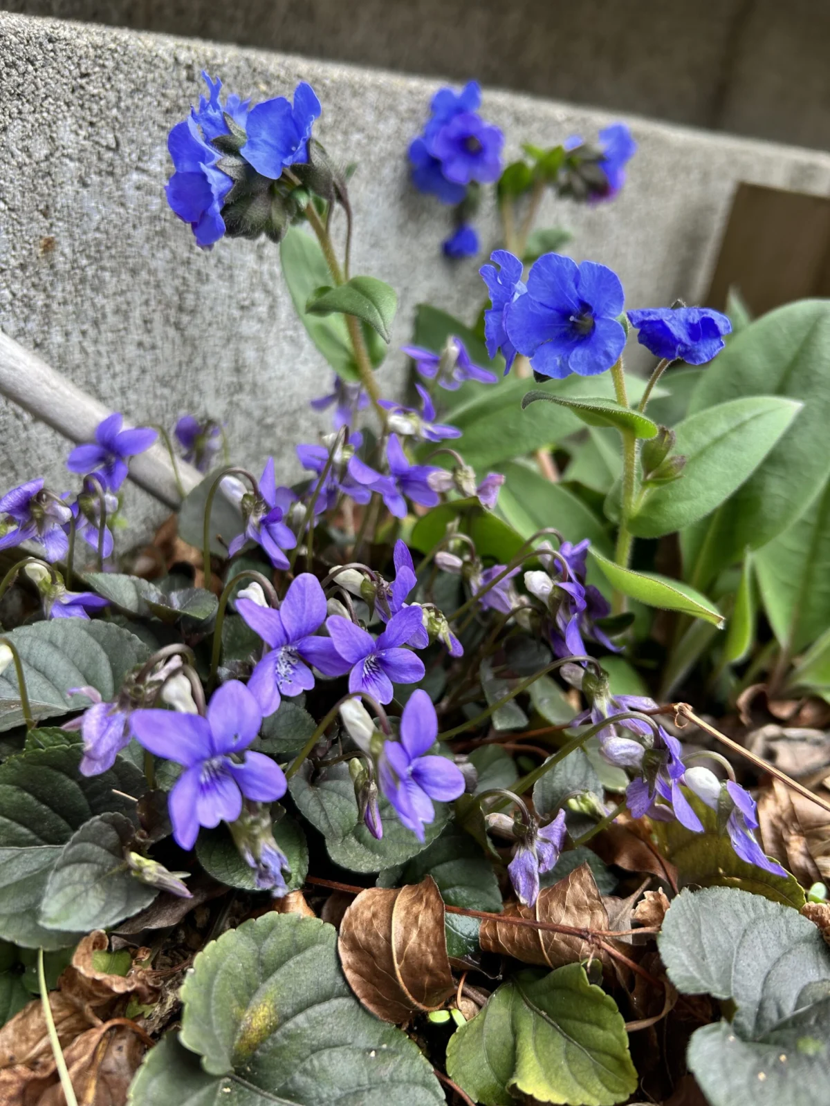 ビオラ　ラブラドリカ　プルモナリア　ブルーエンサイン