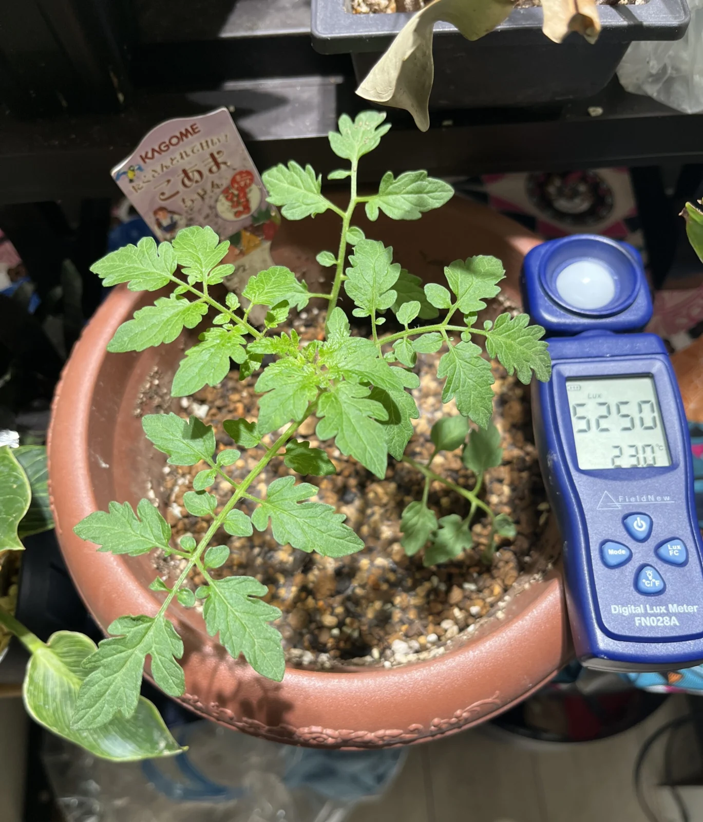 ミニトマト　こあまちゃん　電球型育成ライト