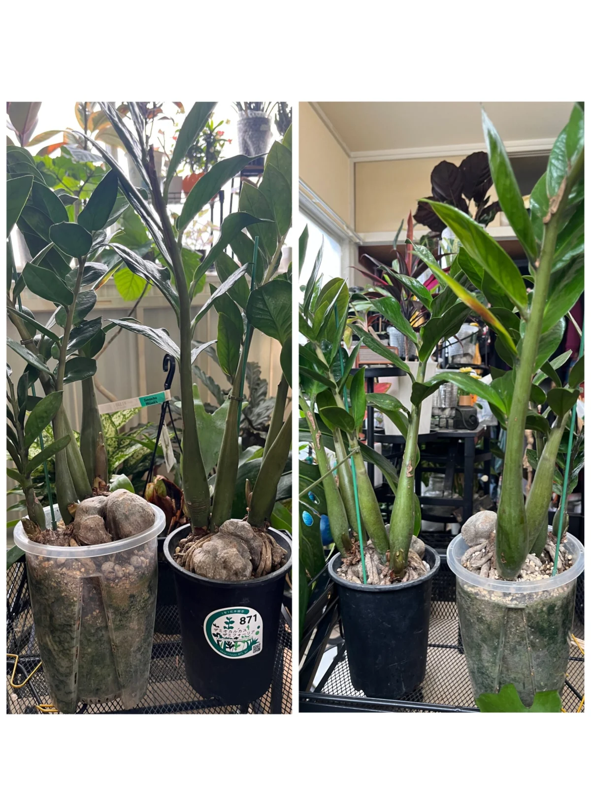 ザミオクルカス　ザミフオーリア　透明鉢　比較