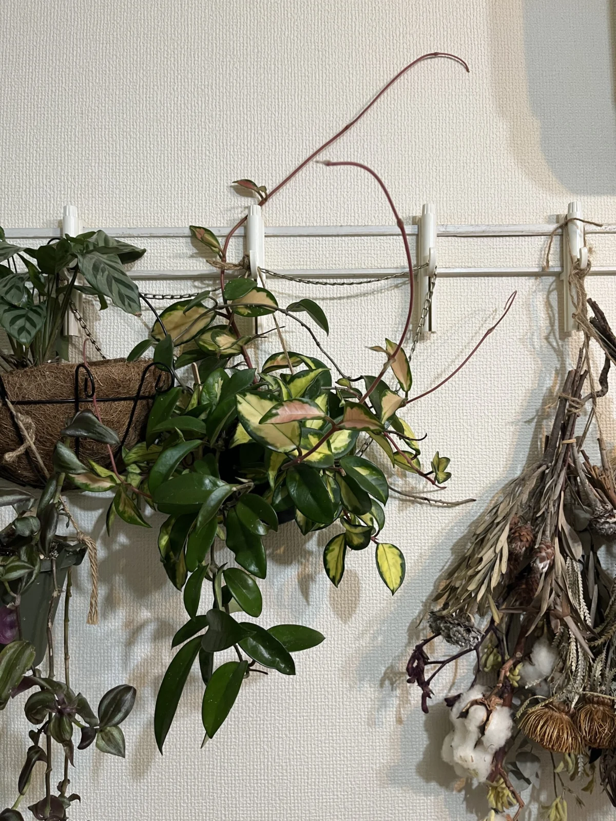 ホヤ　カルノーサ　トリカラー　トリコロル