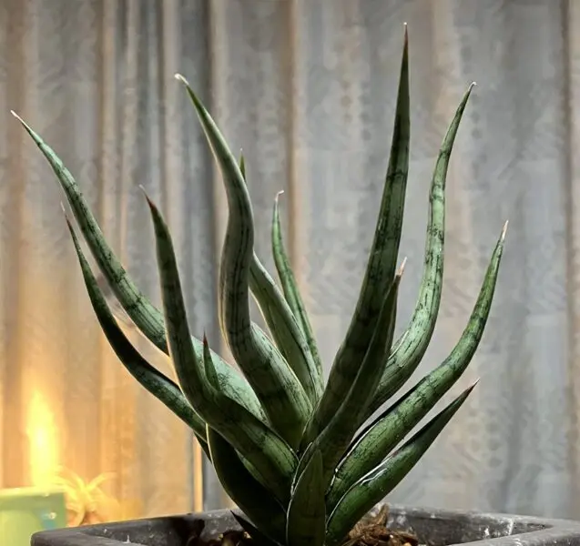 サンセベリア　ルダル