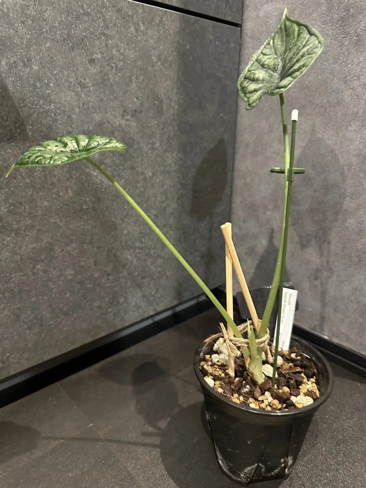 アロカシア　ドラゴンスケール　バギンダ