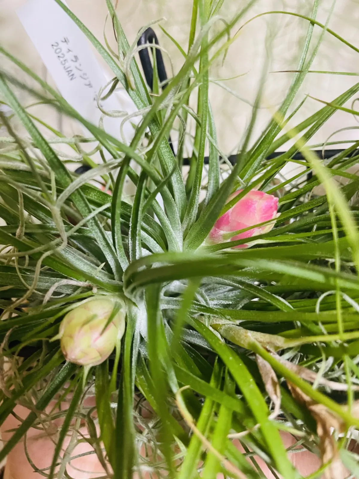 ティランジア マナ 花