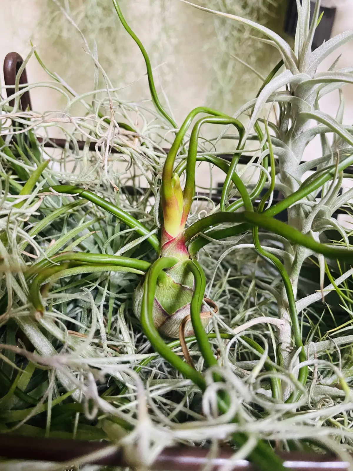 ティランジア ブルボーサ 花芽? コーナン