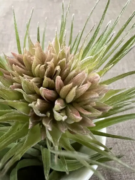 ティランジア ゲミニフローラ 花序石化