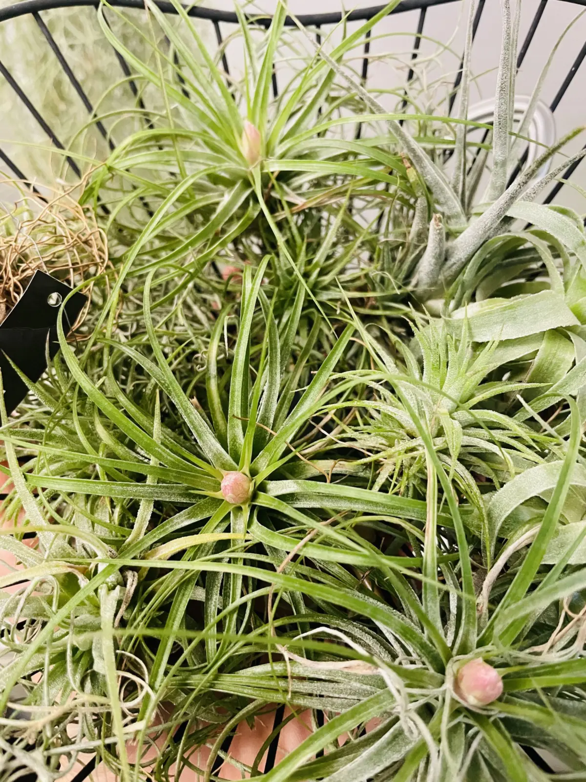 ティランジア ストリクタ 花 100均