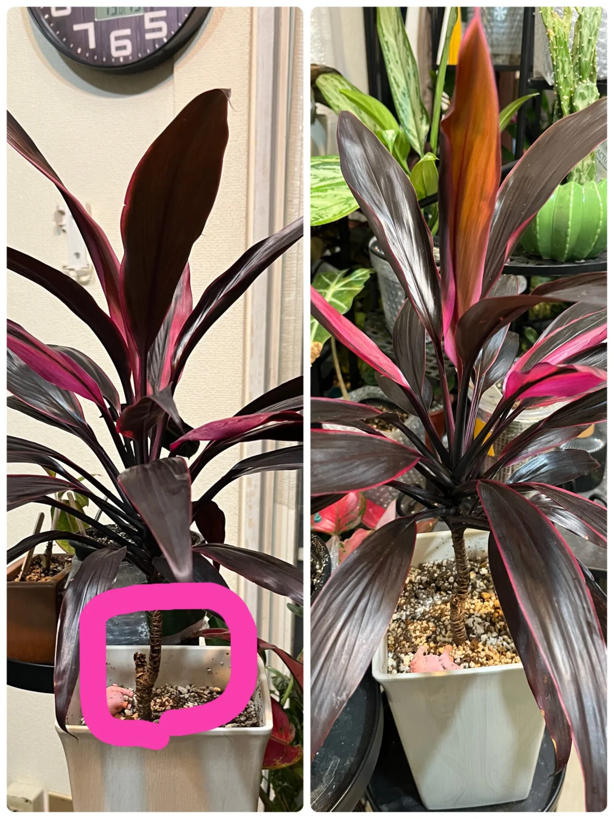 コルジリネ　品種不明