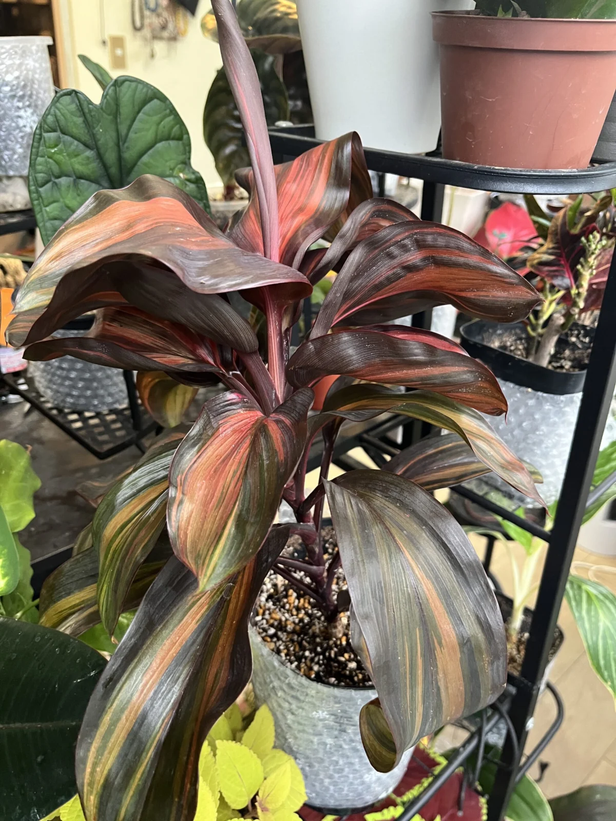 コルジリネ　チョコレートクイーン