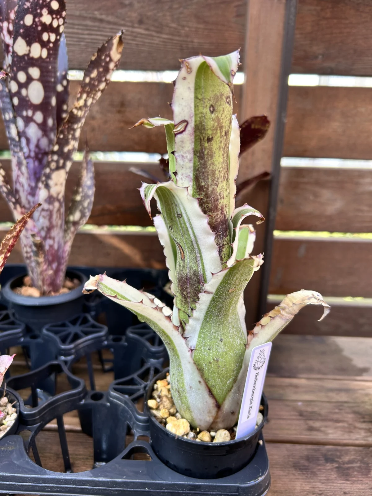 ホヘンベルギア　カーラ