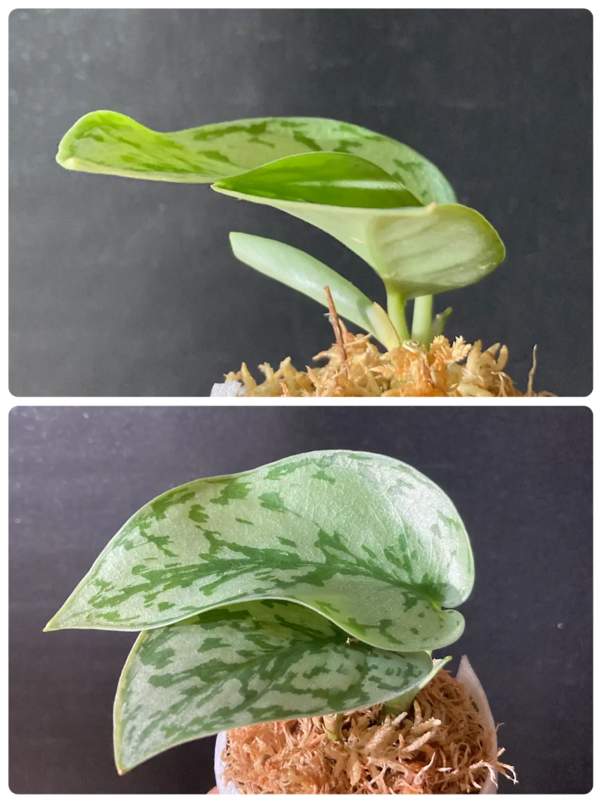 スキンダプサス シルバーレディ