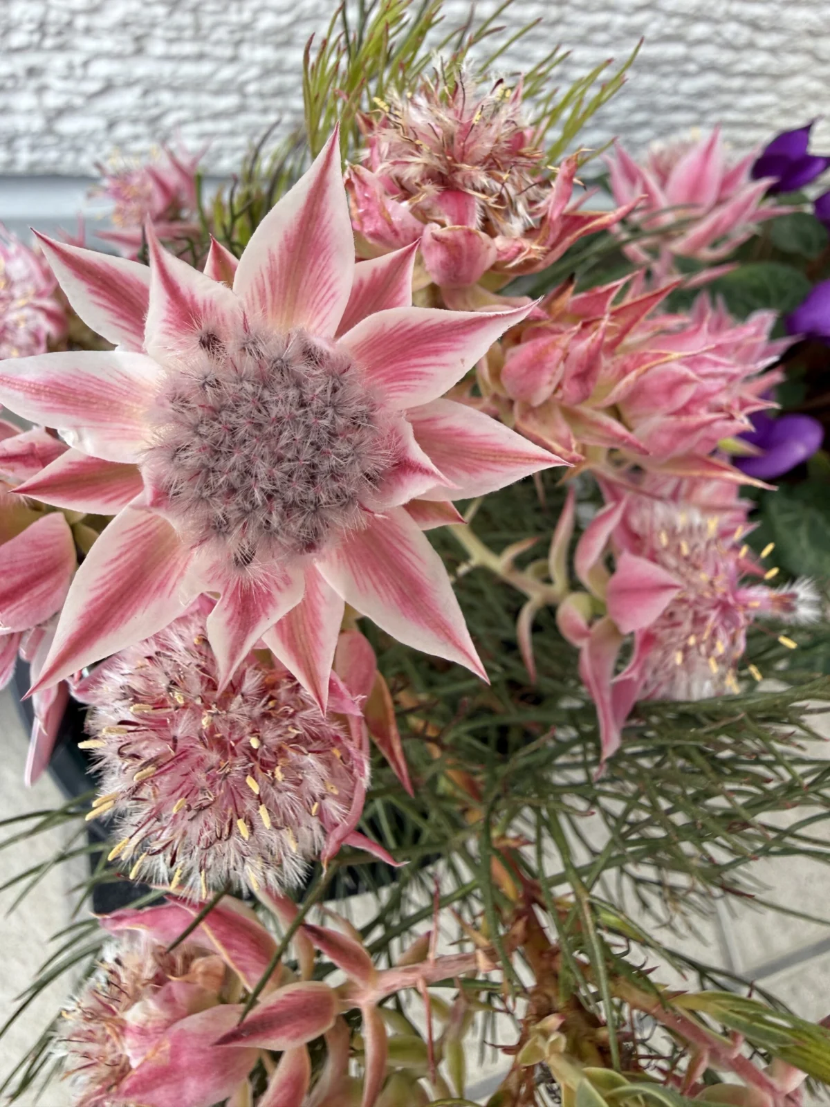 セルリア プリティピンク