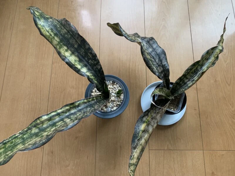 サンセベリア キルキーコパトーン 斑入り