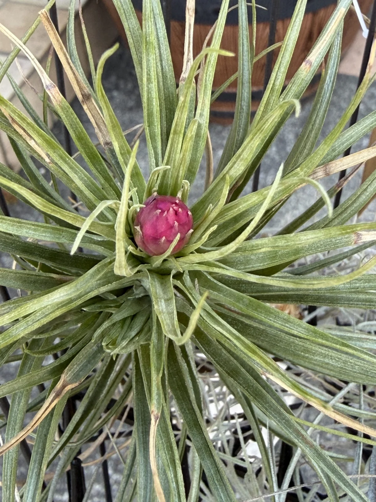 ティランジア ストリクタ ハダニ