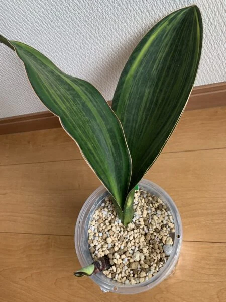 サンセベリア マッソニアーナ 斑入り