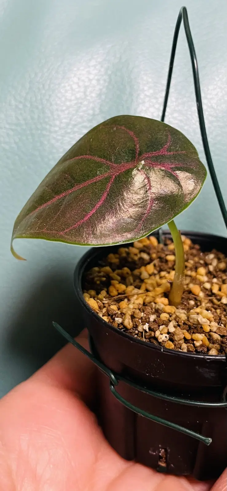 アロカシア アズラニー 小芋の葉