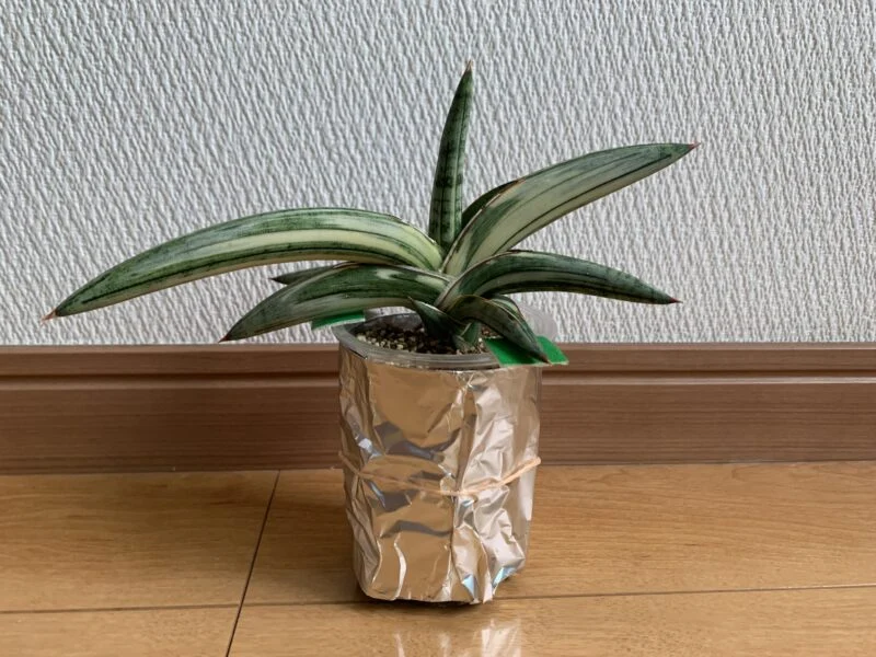 サンセベリア ラブラノス1970 斑入り