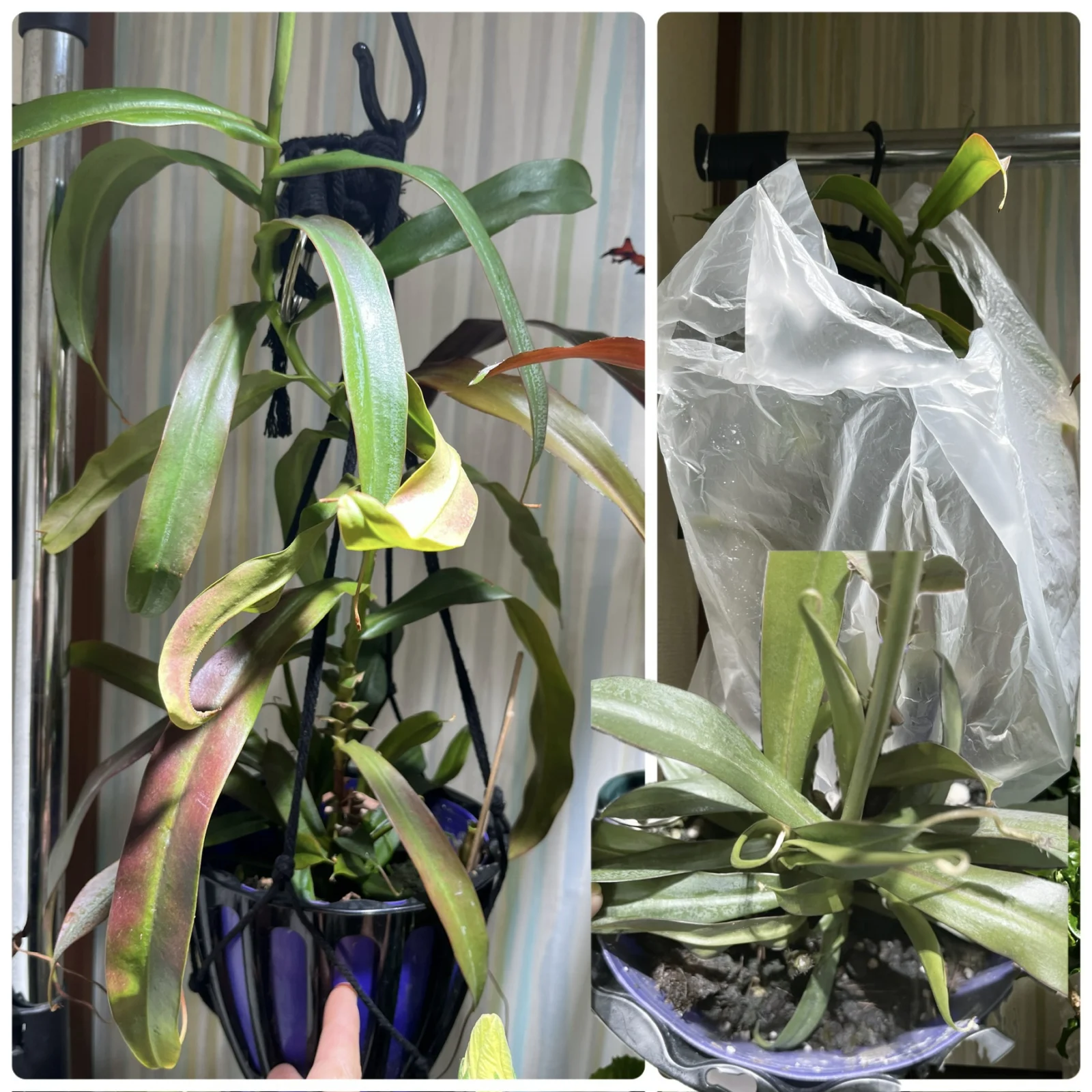 横浜　ネペンテス　ウツボカズラ　レベッカ