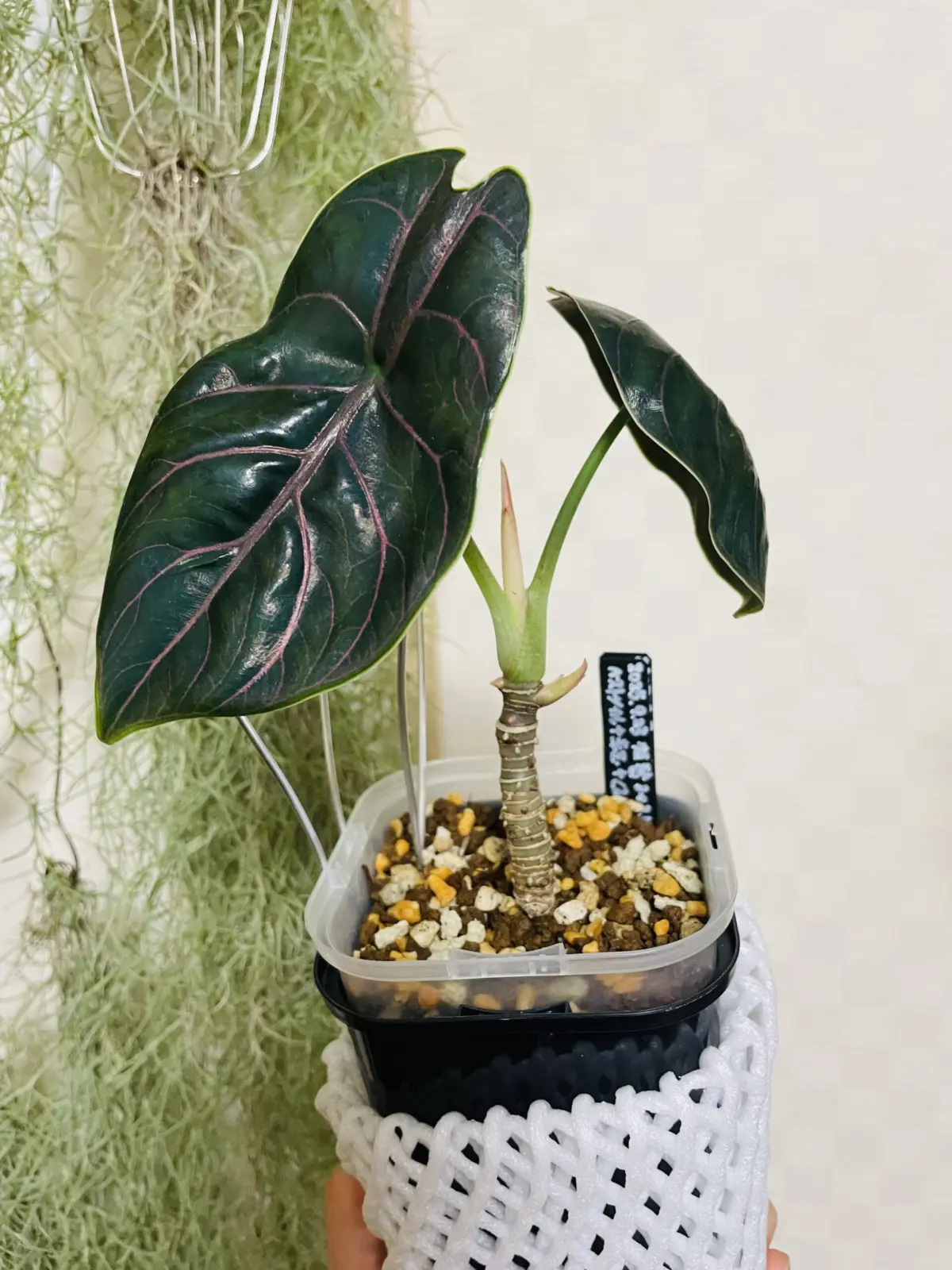 アロカシア アズラニー 親株 新芽 コーナン