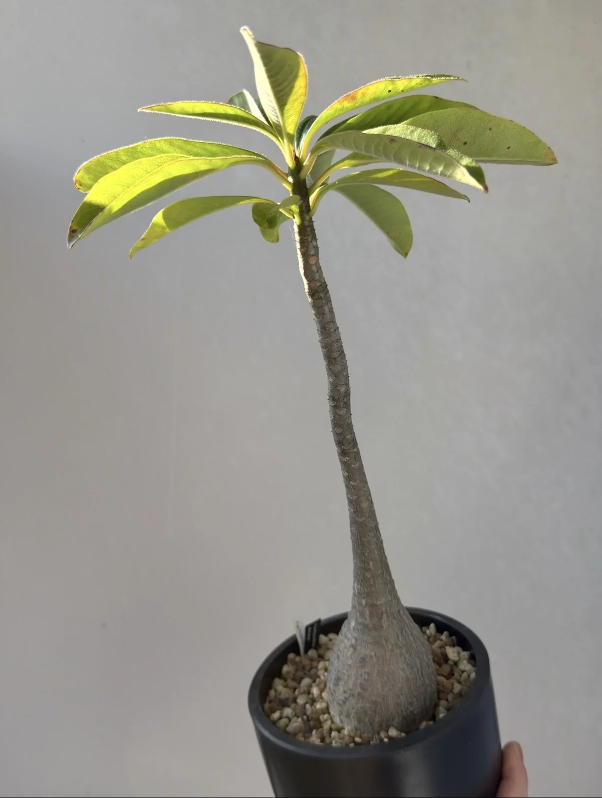 パキポディウム デカリー