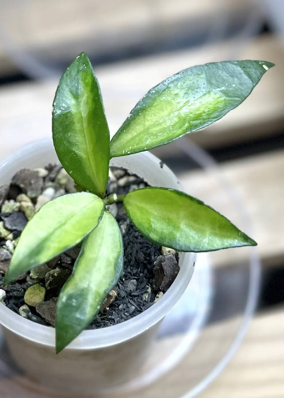 ホヤ　ラクノーサ　グリーンオングリーン