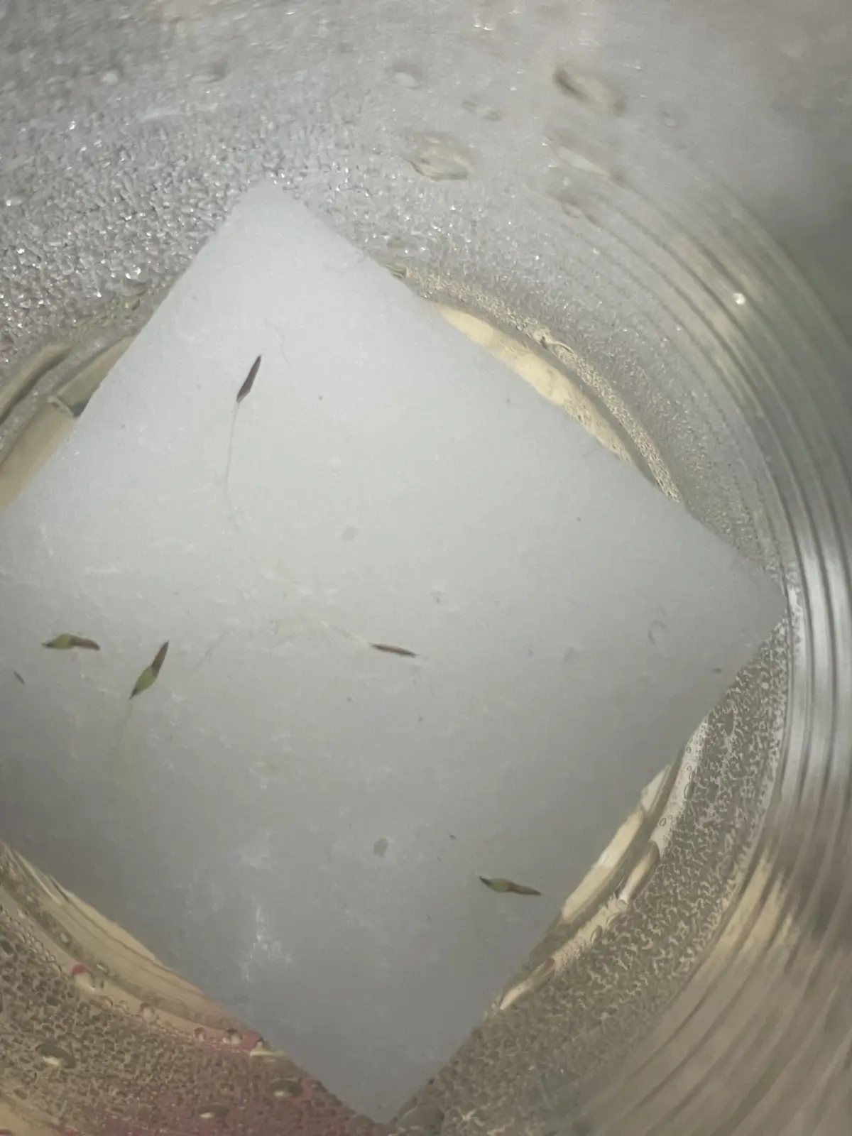 ティランジア　播種　