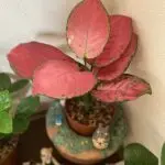 ギャオーのアバター